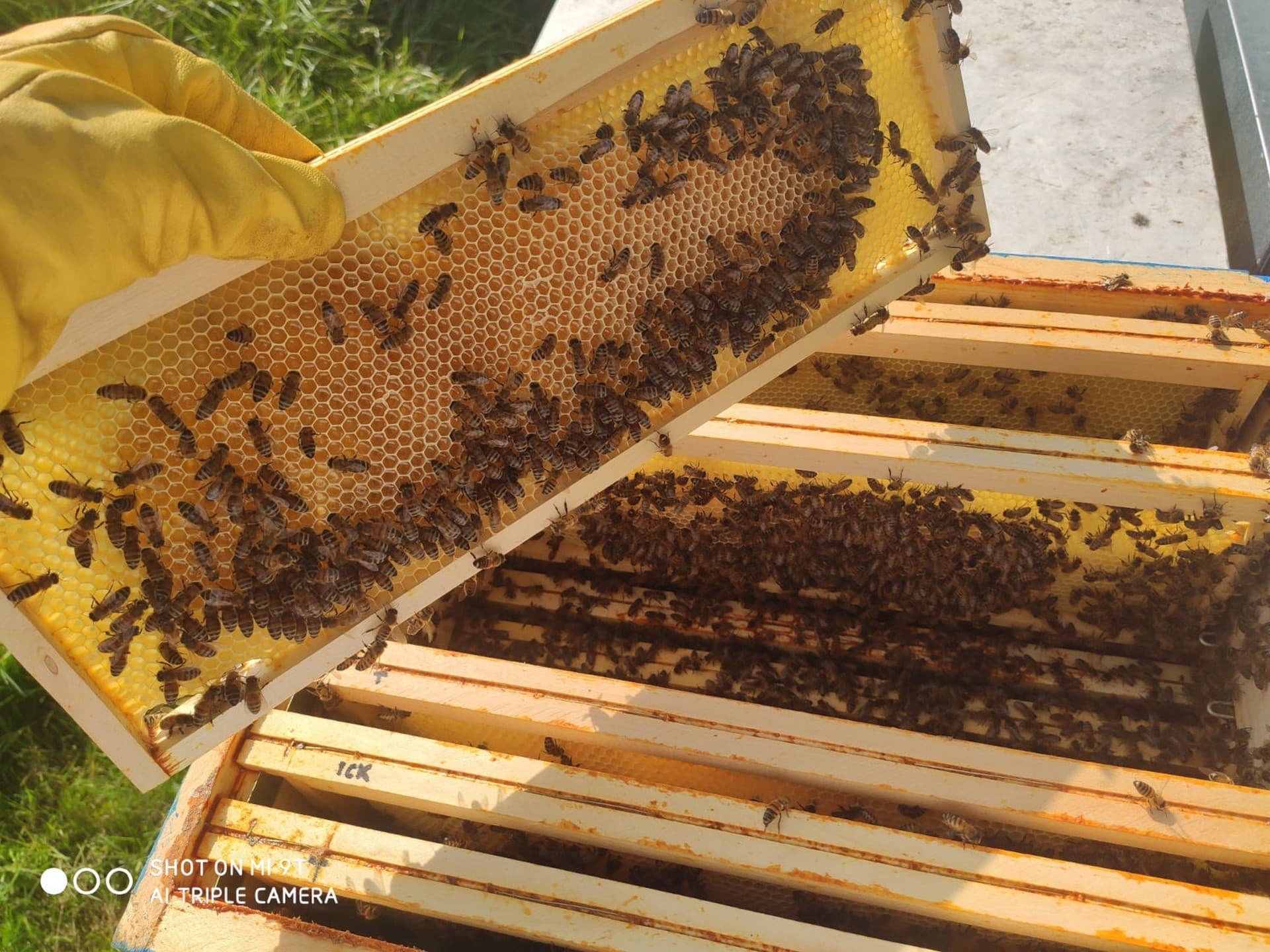 Apibabz-abeilles2