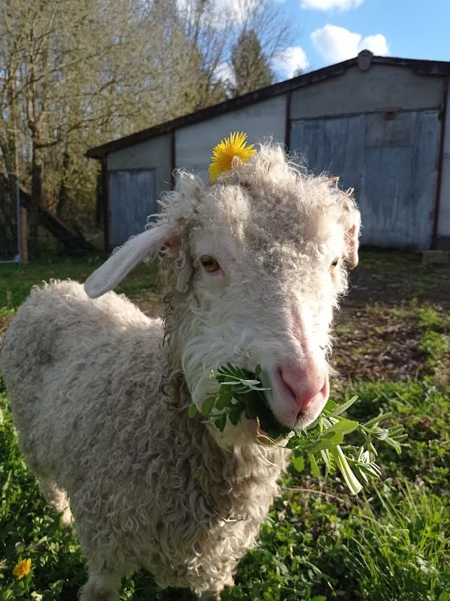 Chèvre Angora