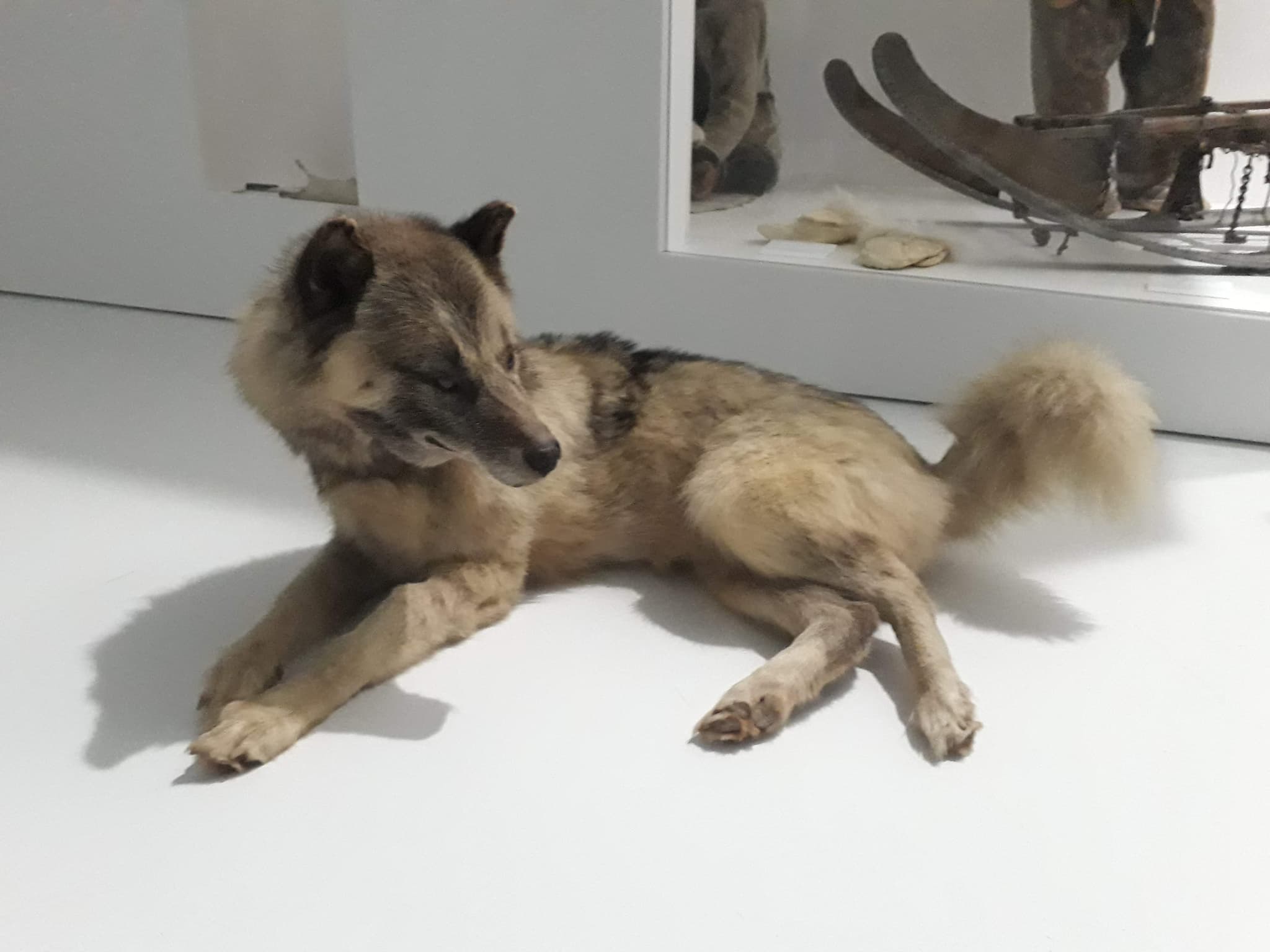 Chien de traîneau inuit naturalisé