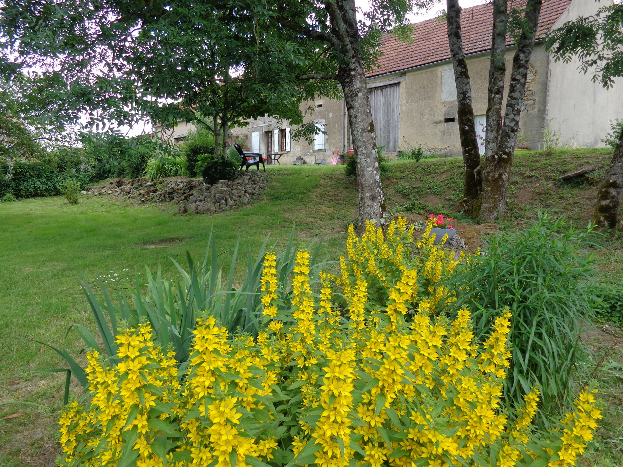 Cour