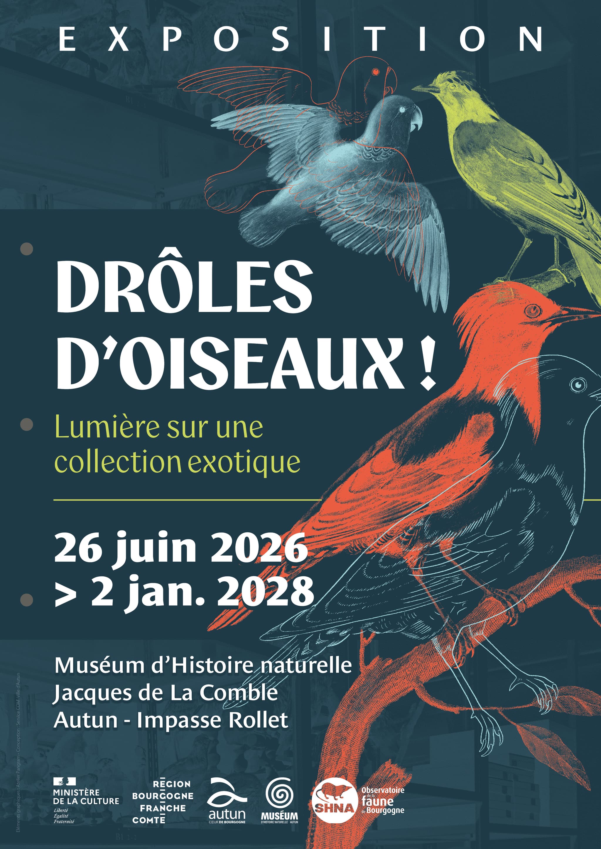 Drôle d'oiseaux