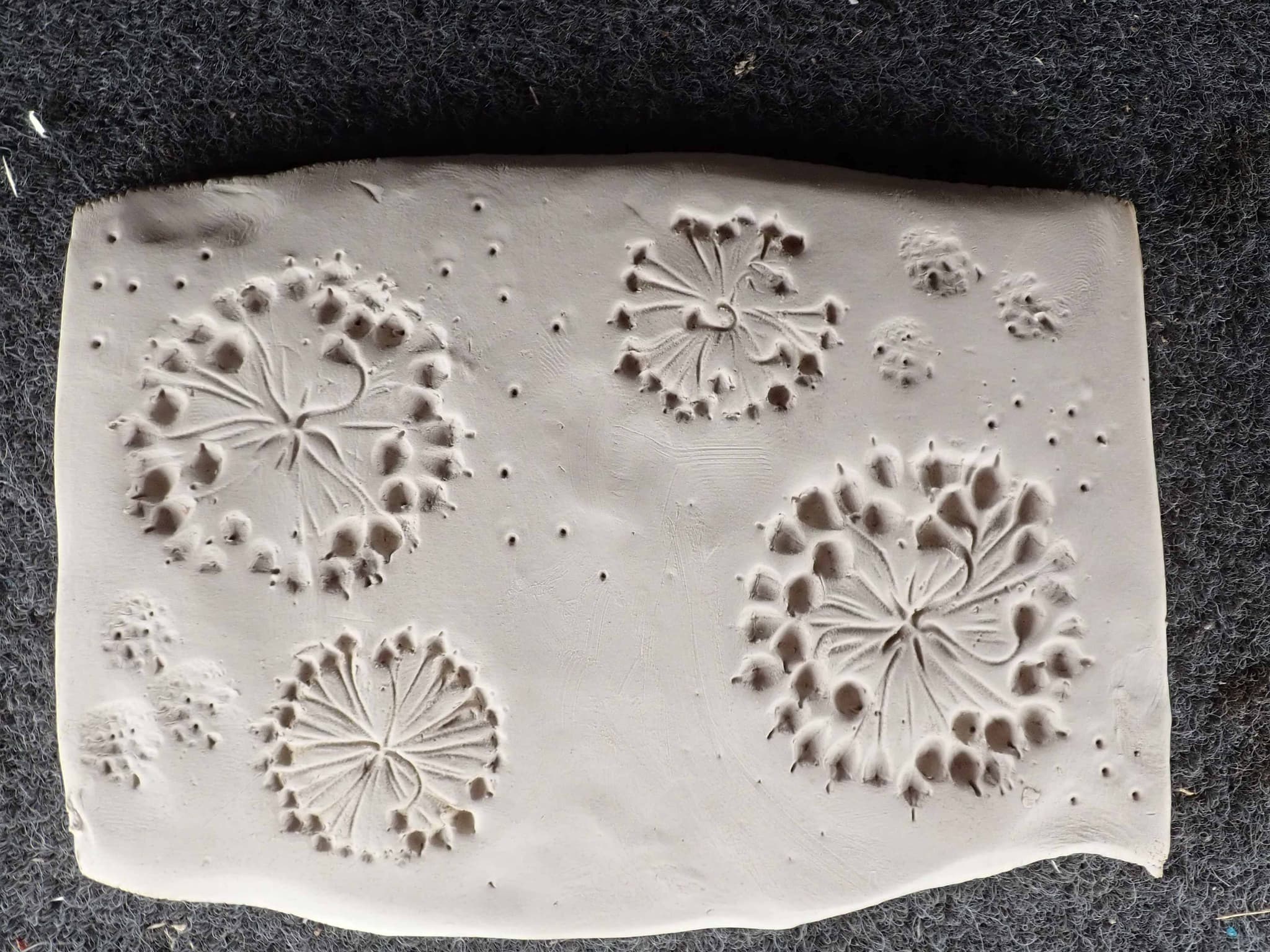 Empreinte de Lierre grimpant