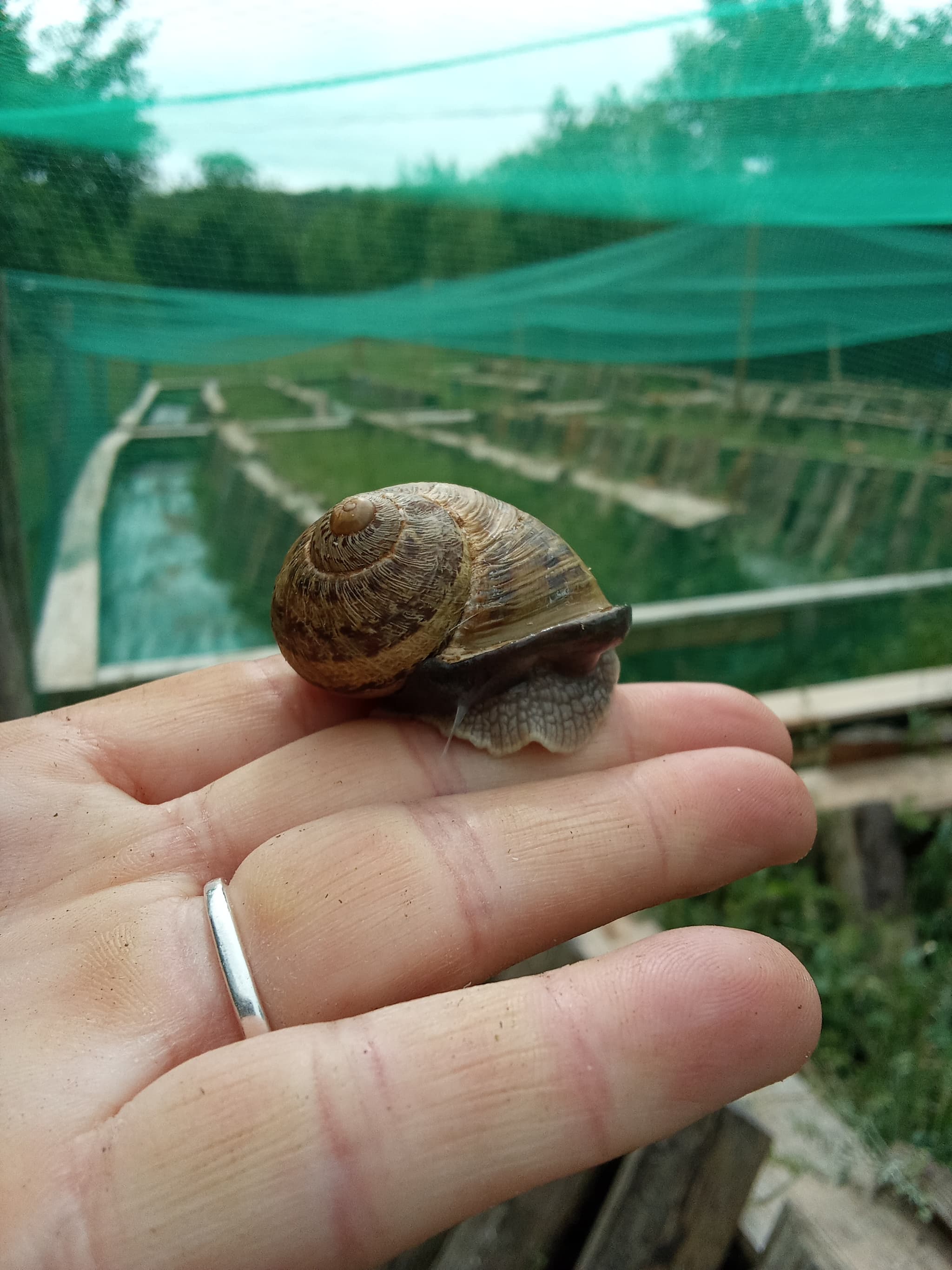 Escargot gros gris