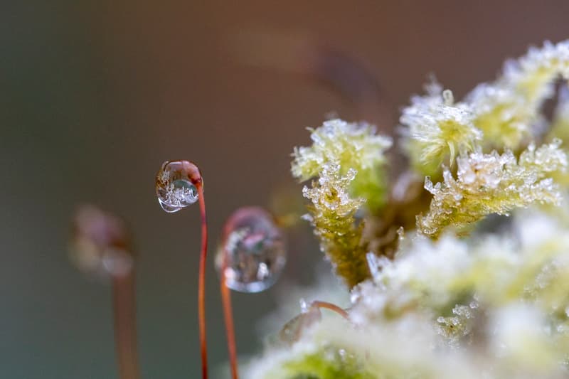 FLEURS
