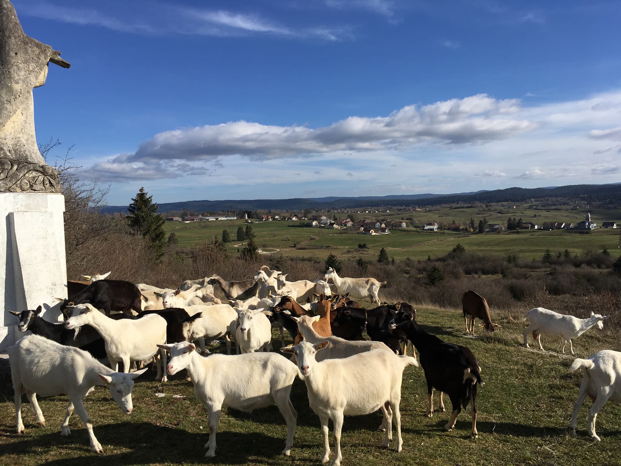 troupeau de chèvres