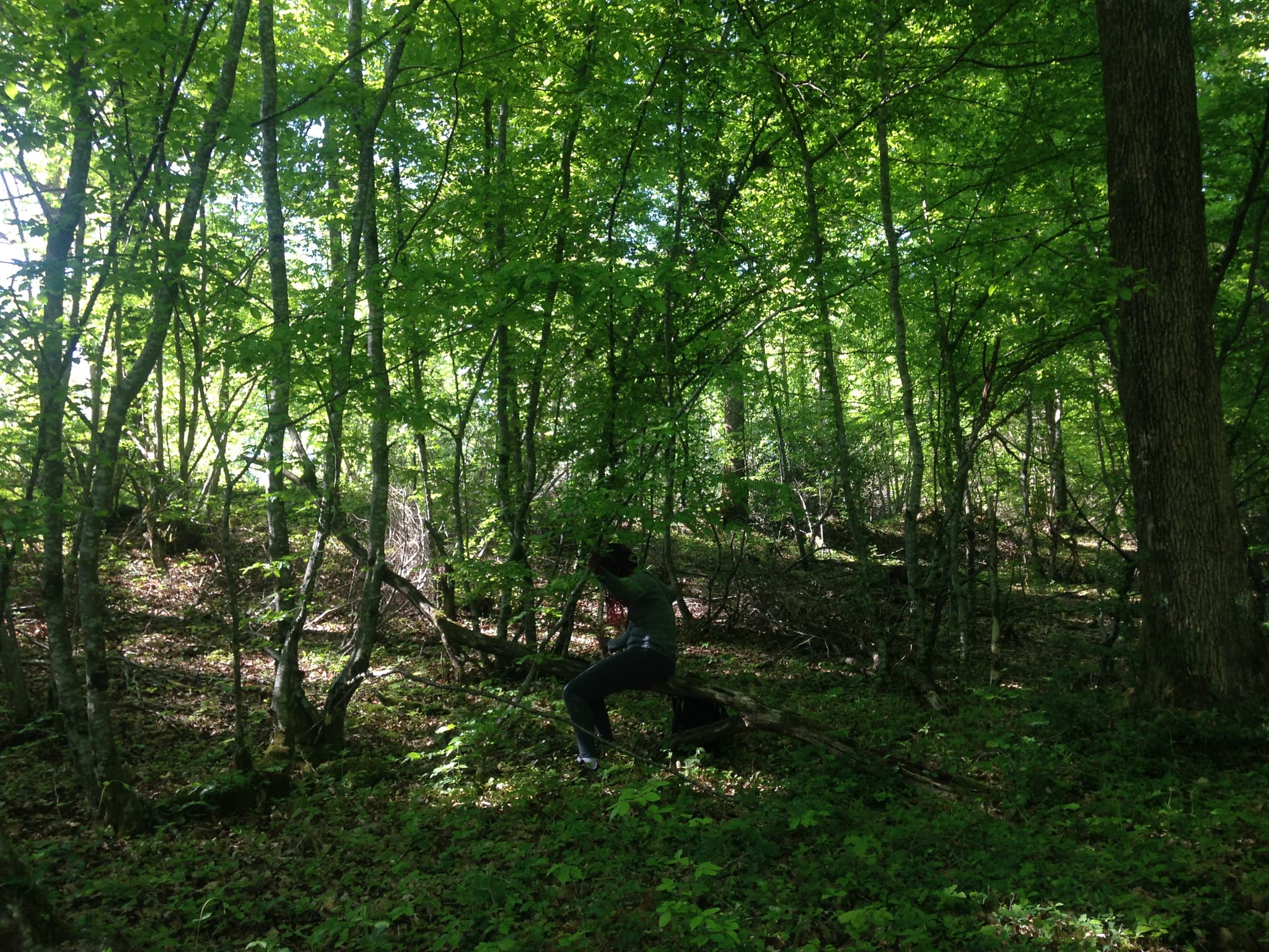 ferme du tilleul - Immersion en forêt