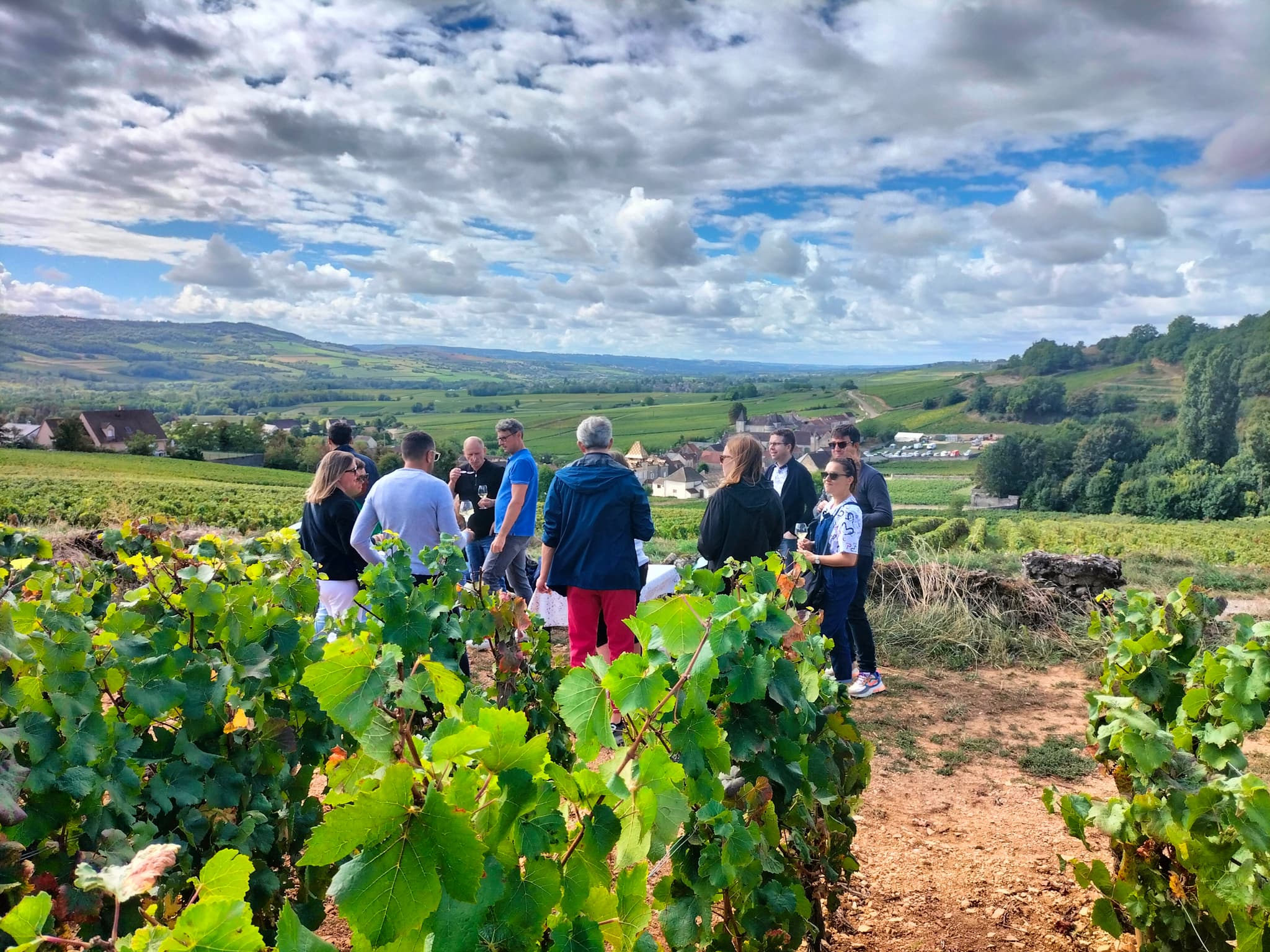 explications et dégustation dans les vignes