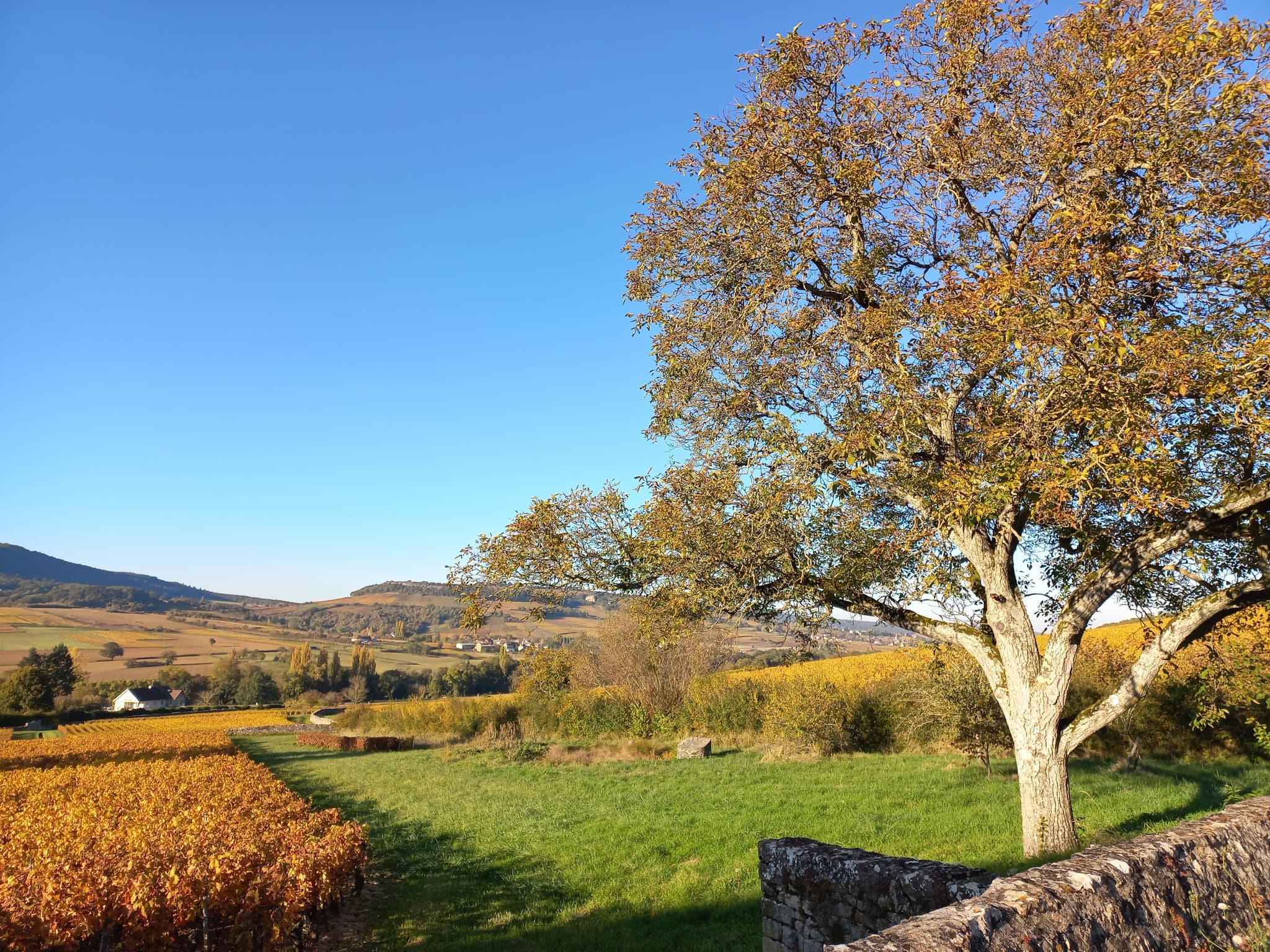 LMD Automne (12)