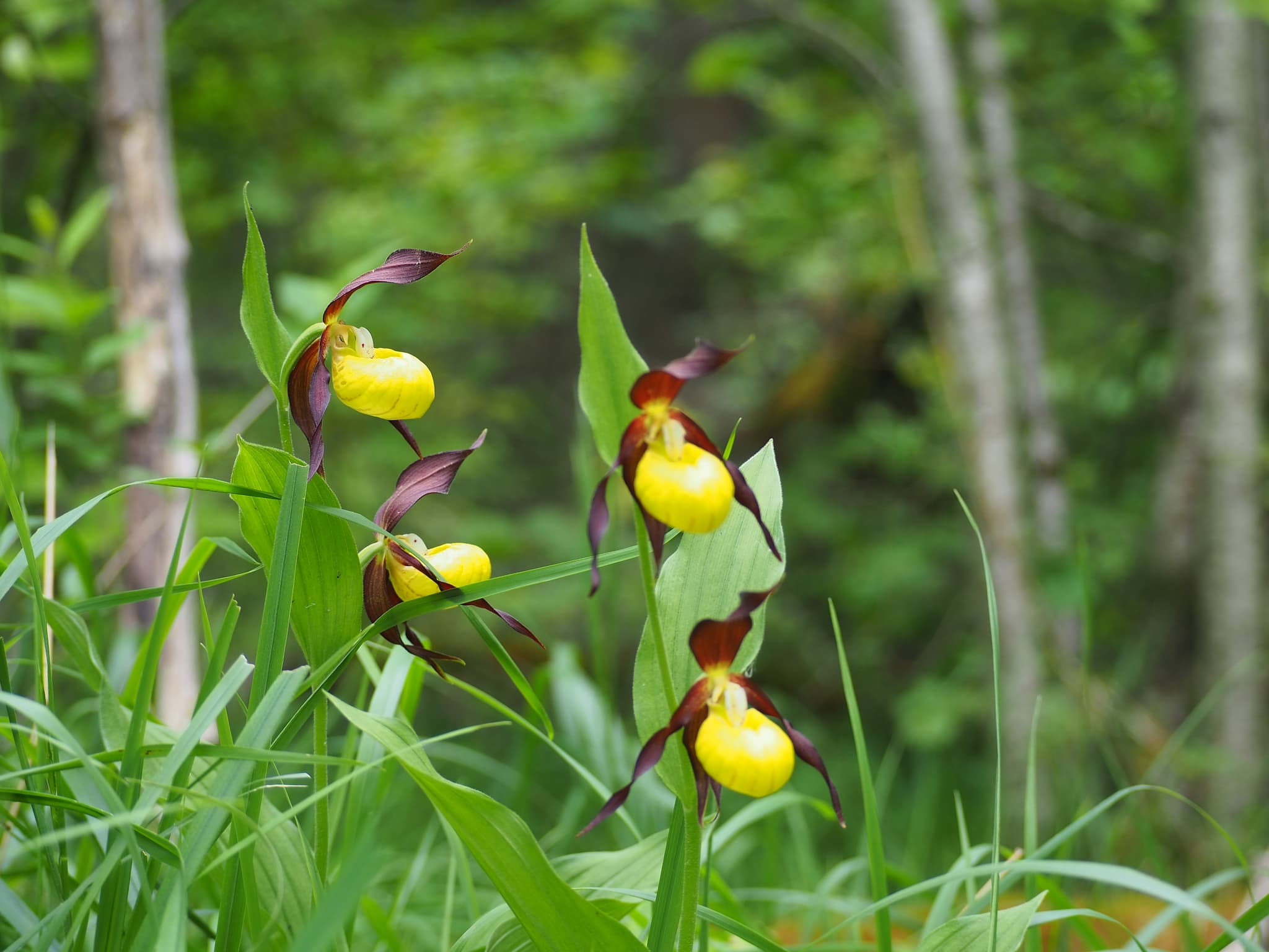 Sabots-vénus-forêt-moloy-côtedor