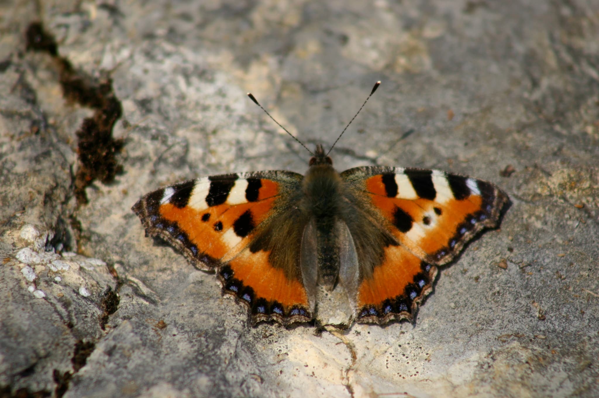 Sortie petites bêtes