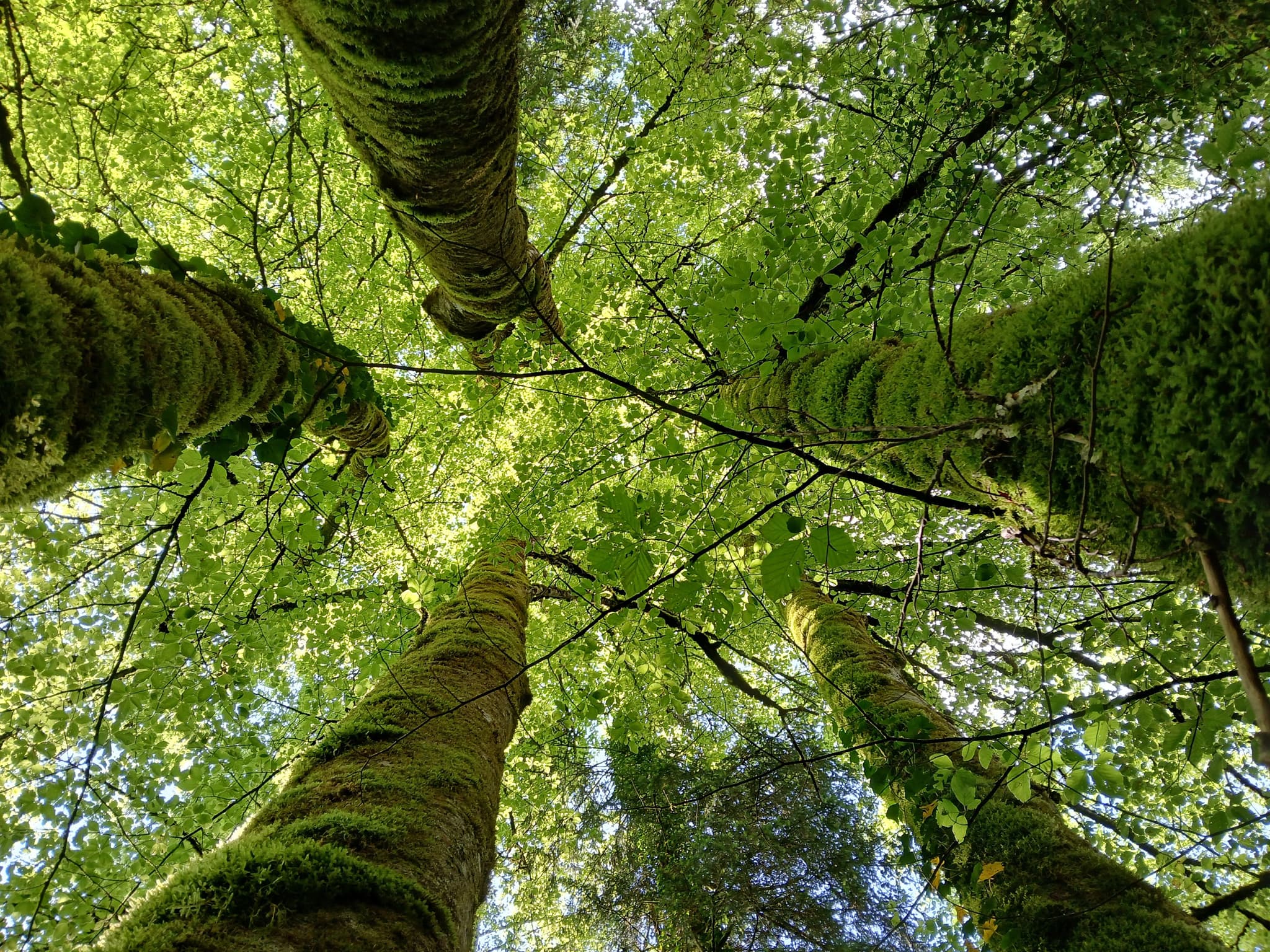 Sous les arbres au printemps