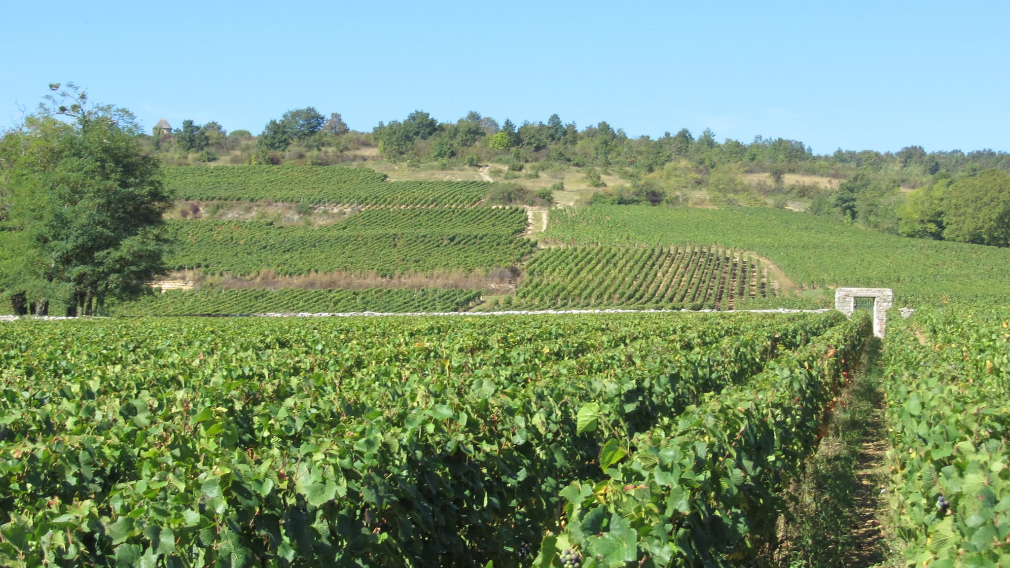 Clos du Vernoy et Grande Berge 1er cru