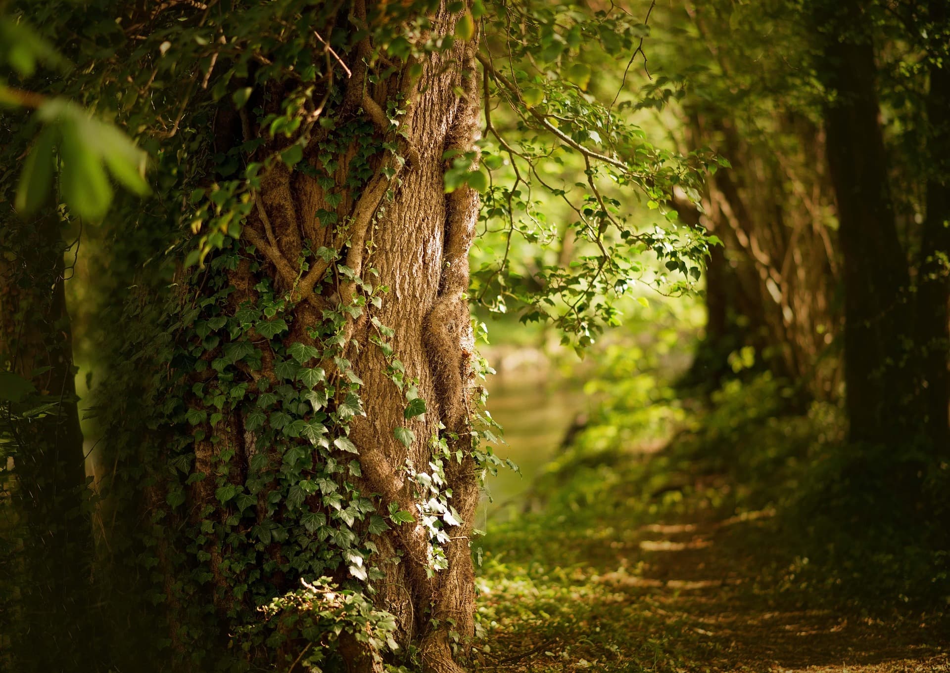 Forêt