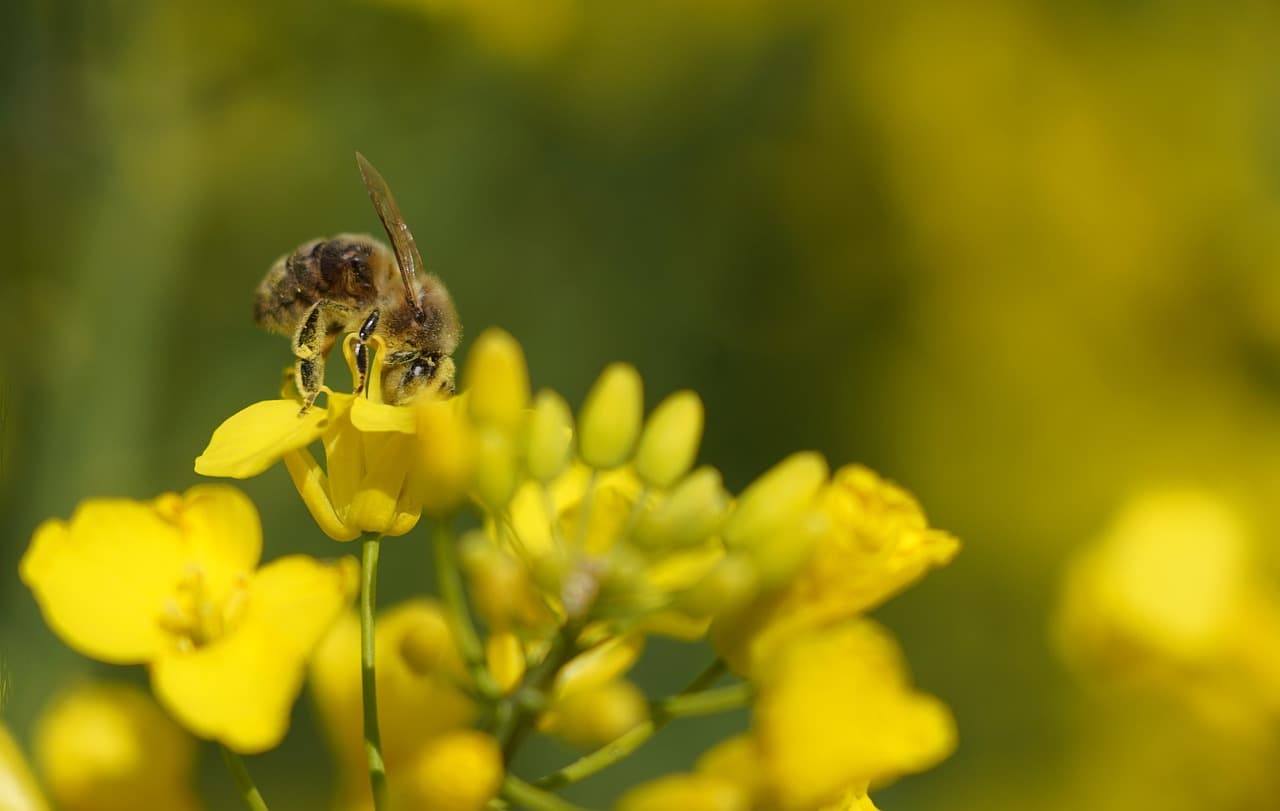 bee-7172838_1280