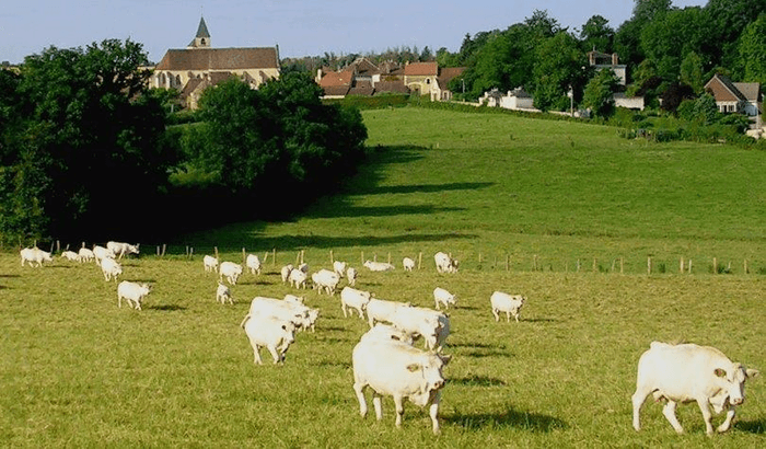 LES CAGEOTS POYAUDINS - AMAPP