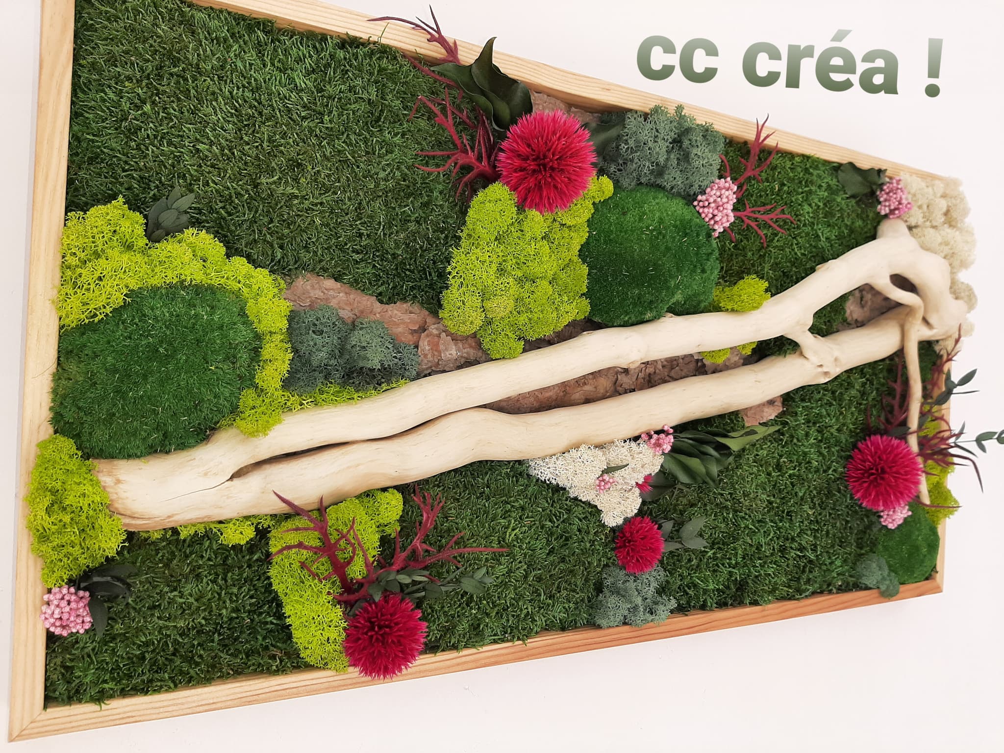 cc crea 1