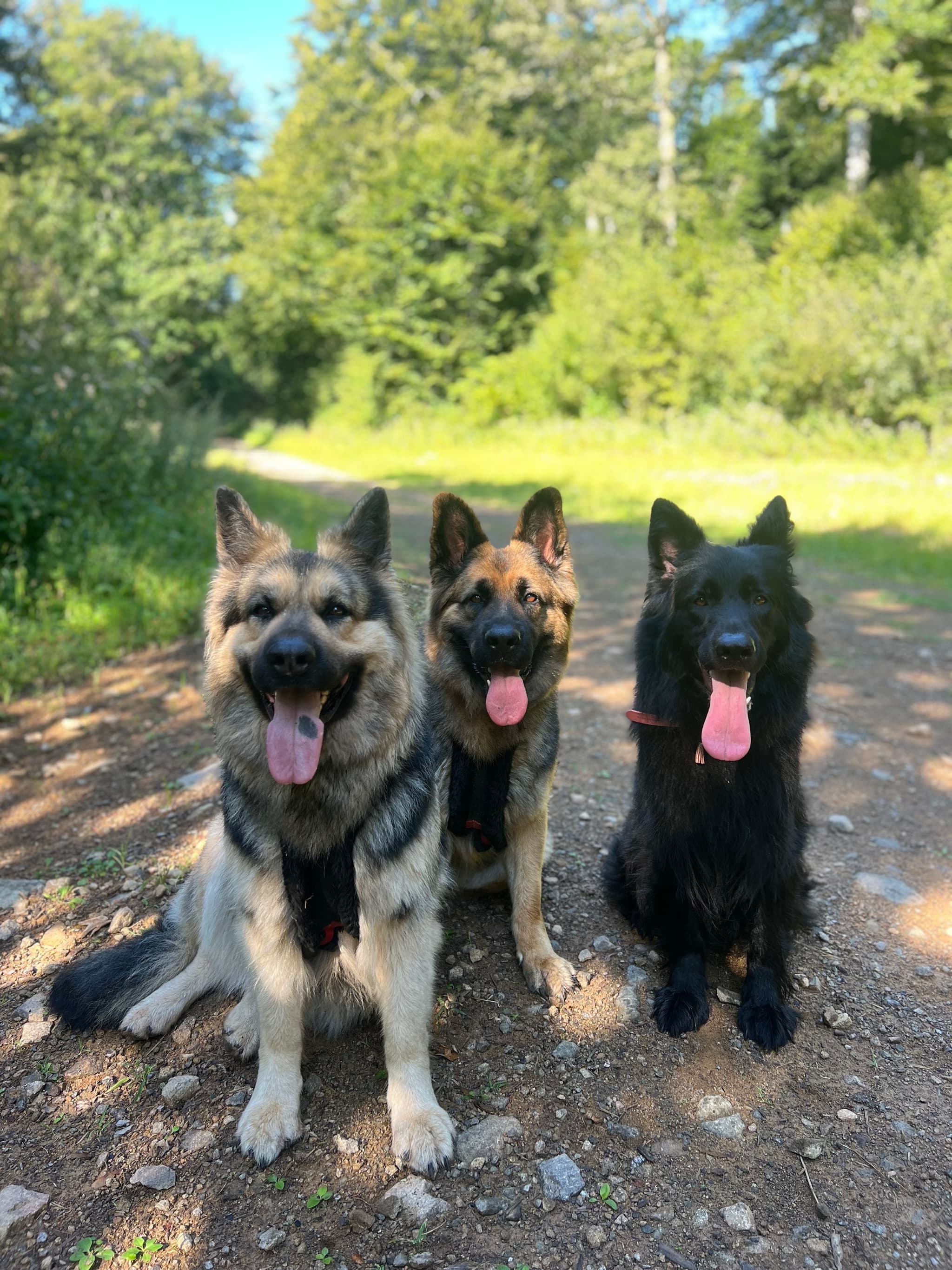 chiens