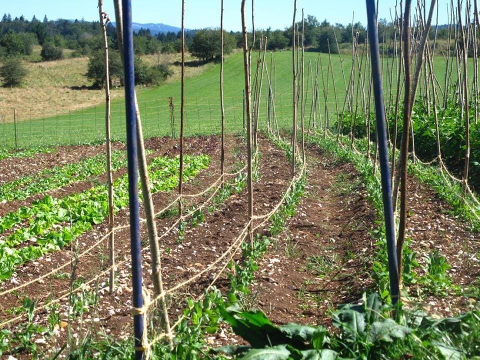jardin