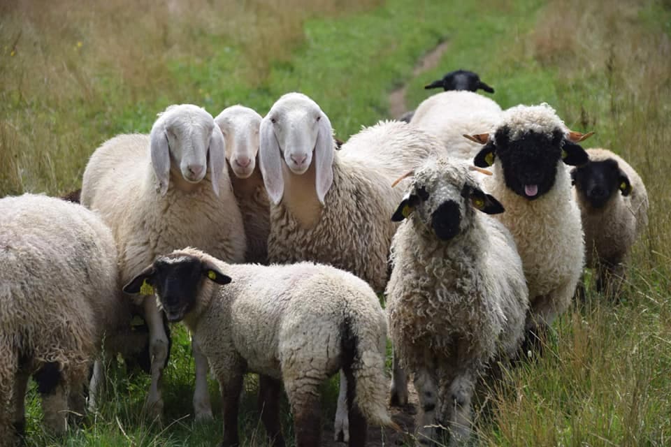 moutons