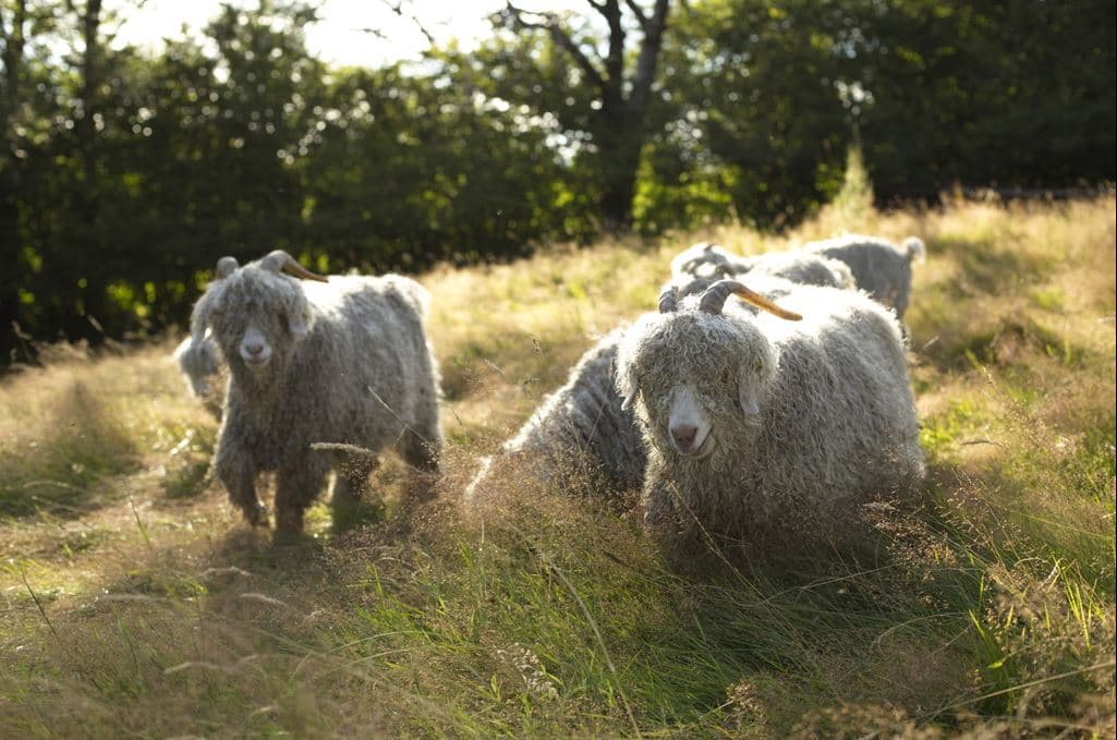 plumes de moutons (moutons)