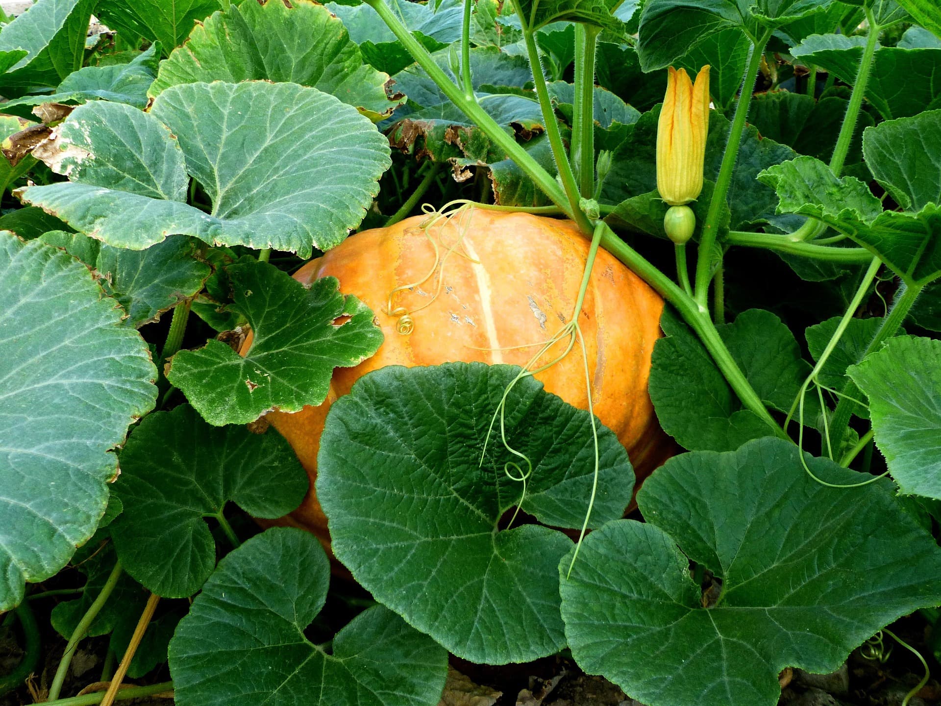 rauschenberger-vegetables-4398758_1920