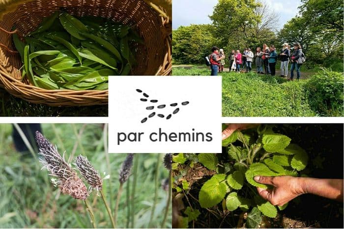 Balade-découverte des plantes sauvages comestibles