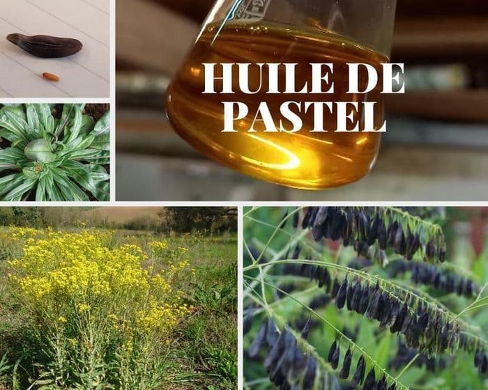Visite commentée : à la découverte des plantes, du séchoir solaire et du jardin botanique