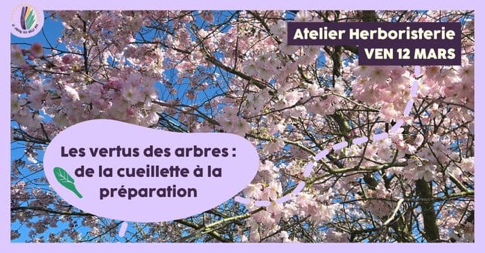 Atelier herboristerie : Les vertus des arbres, de la cueillette à la préparation