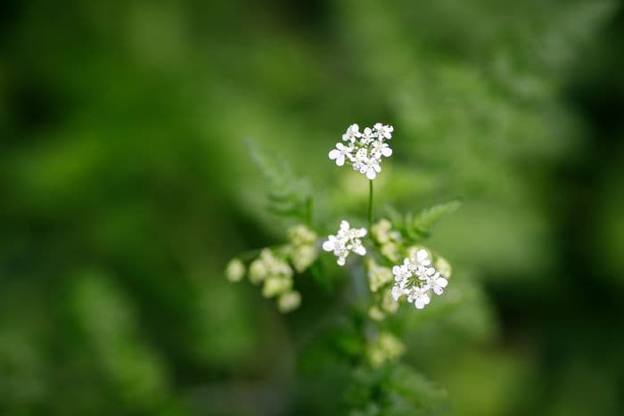 Découverte des stratégies adoptées par la faune et de la flore de la Réserve Ecologique des Barails pour passer le cap de l'hiver