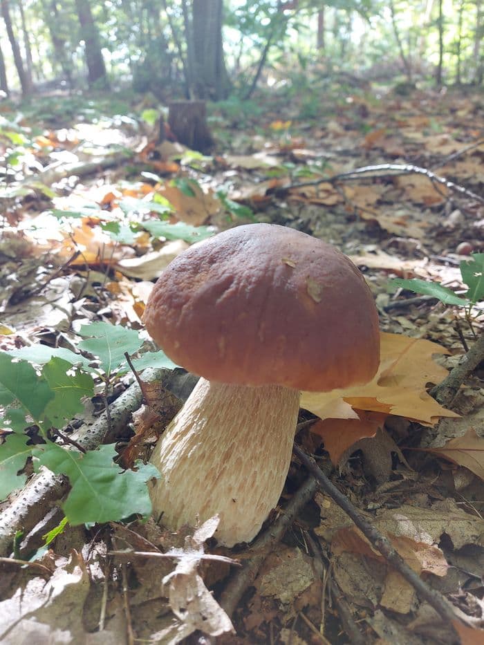 Les champignons