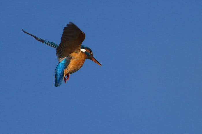 Balade naturaliste : peinture dans les airs