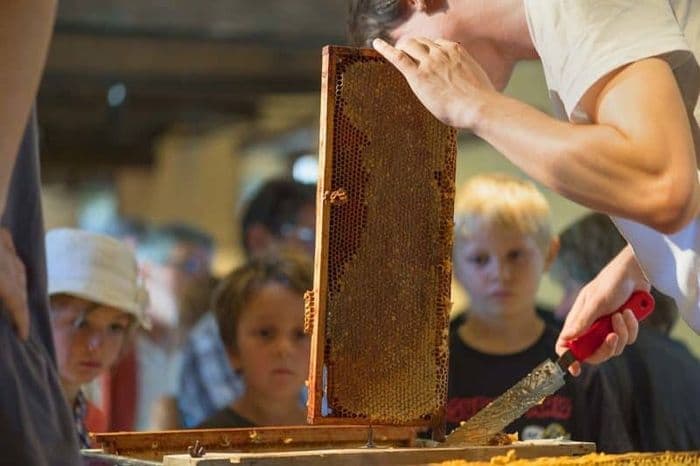Miel et abeilles