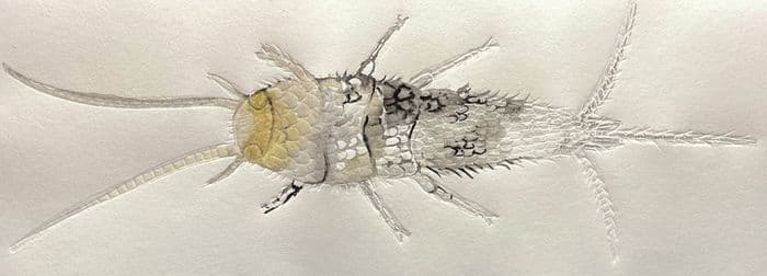 Atelier en famille : «Poisson d’argent»
