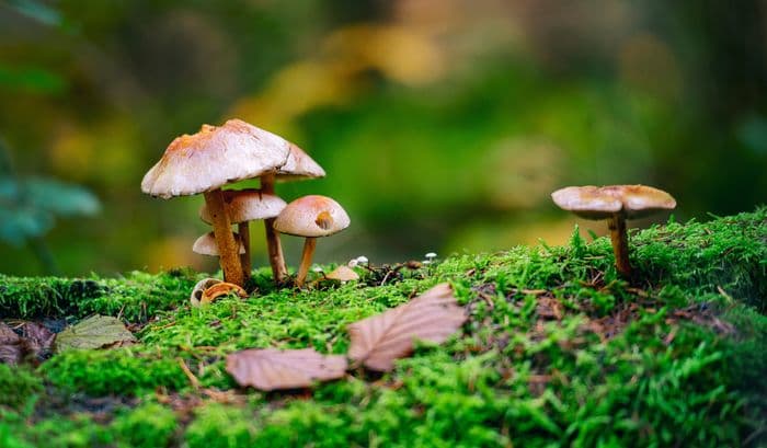 Découverte de la mycologie en forêt de Buzet