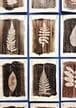 atelier artistique " Les feuilles sous les doigts" à la manière d'Estelle Lacombe, plasticienne.