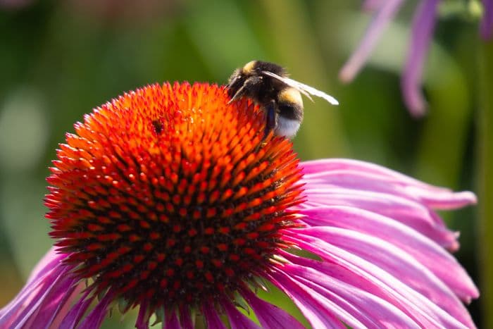 Les plantes et insectes au gré du vallon des Torrières
