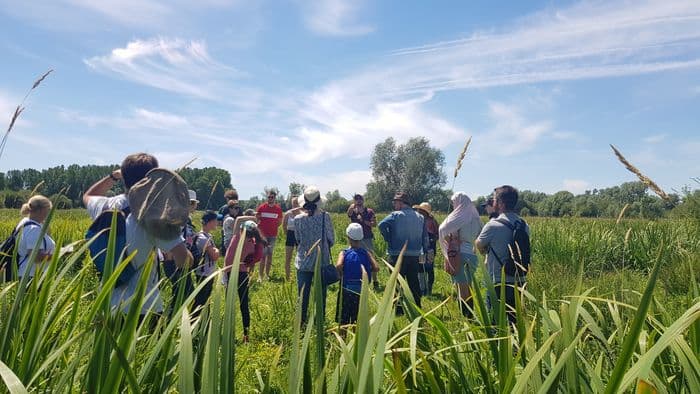 Les plantes oubliées du Marais du Trait