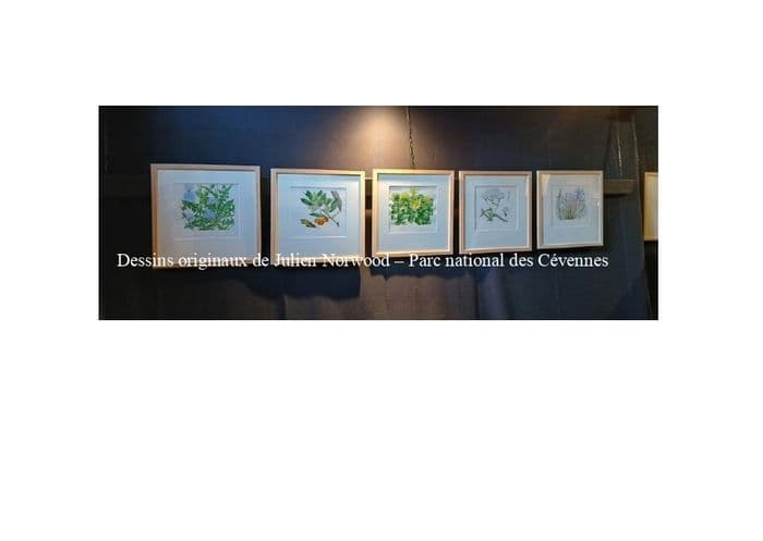 Conférence : dénomination et usage des plantes, transmission d'un savoir en langue occitane