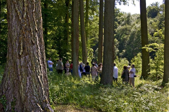 Les Arbres Fabuleux : promenade découverte dans le parc du Prieuré