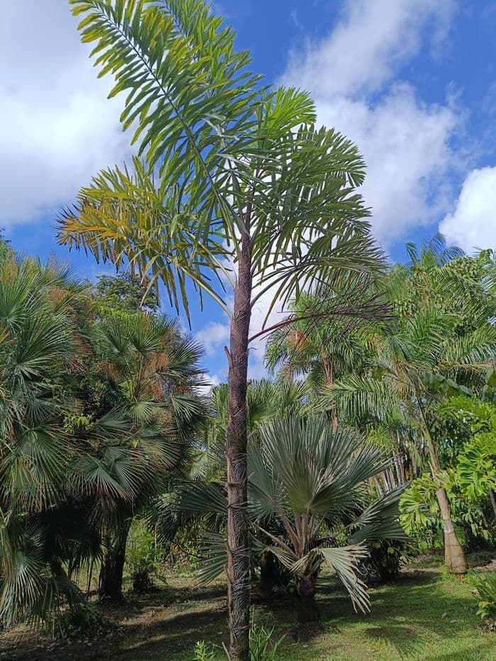 Visite du jardin de M. et Mme MAZEAU