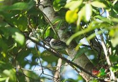 Sortie ornithologique avec Muntu Gwiyann.