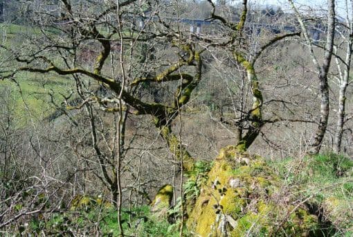 Visite conférence "La Villa d'Antone, son territoire, ses paysages, comprendre le site archéologique grâce à son environnement"