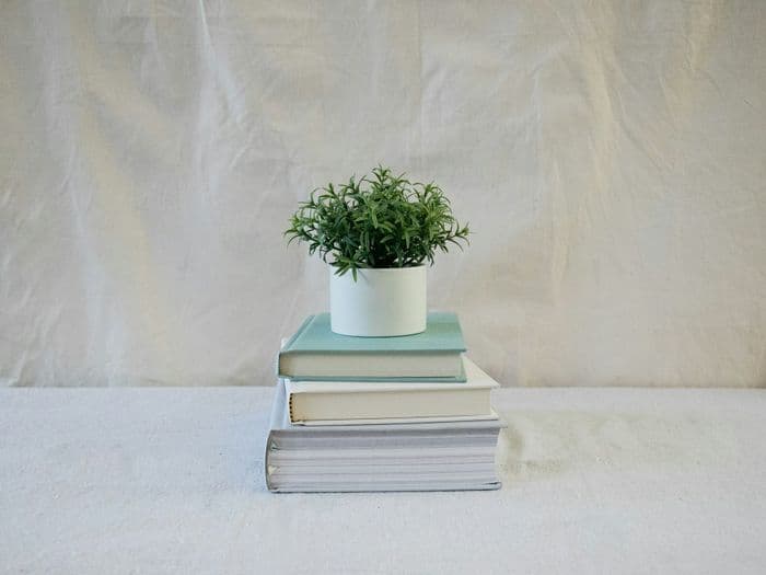 Photographie : Un livre, une plante