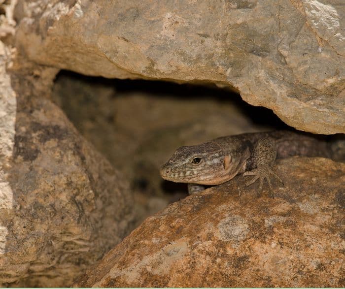 Chantier création d’habitat type « murgier » pour la petite faune