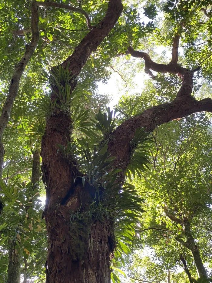 Visite libre de la forêt de Mare-Longue _ Biodiversité