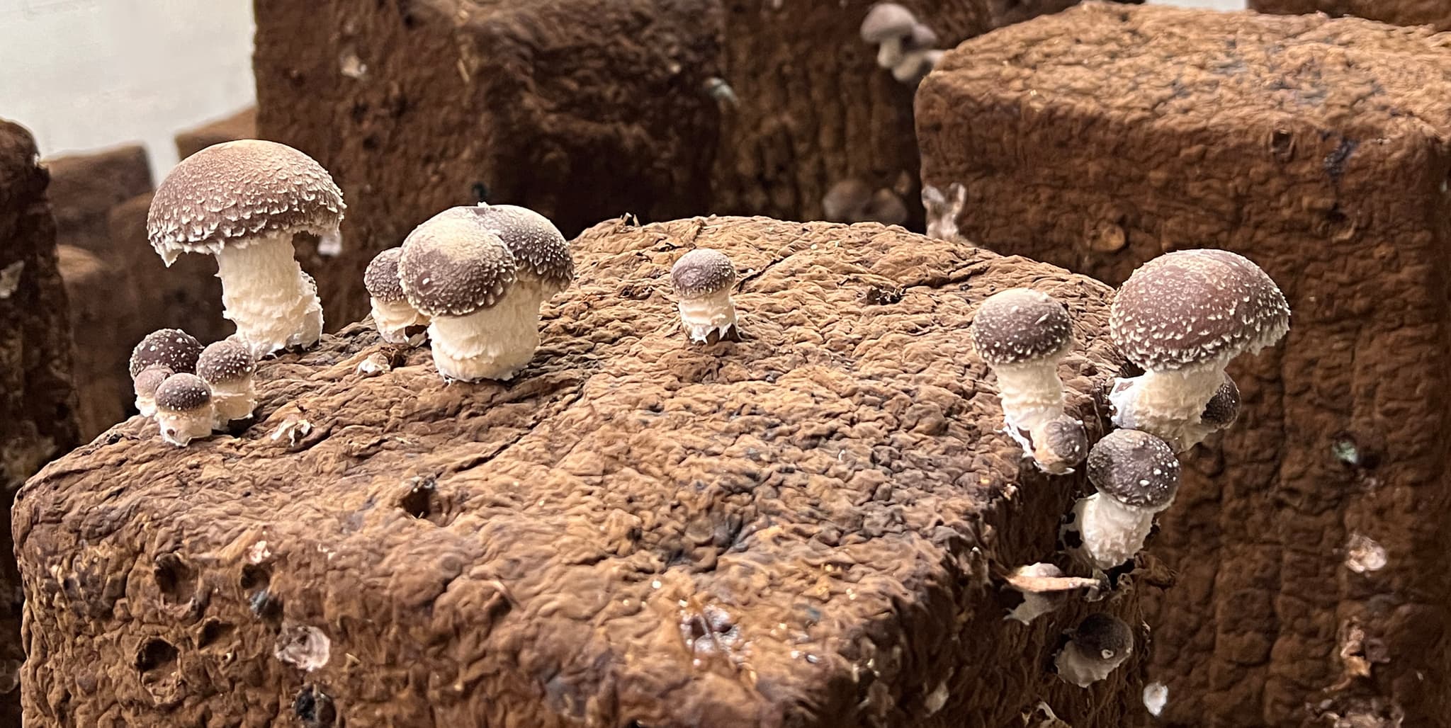Les Champignons de Cussangy.jpg
