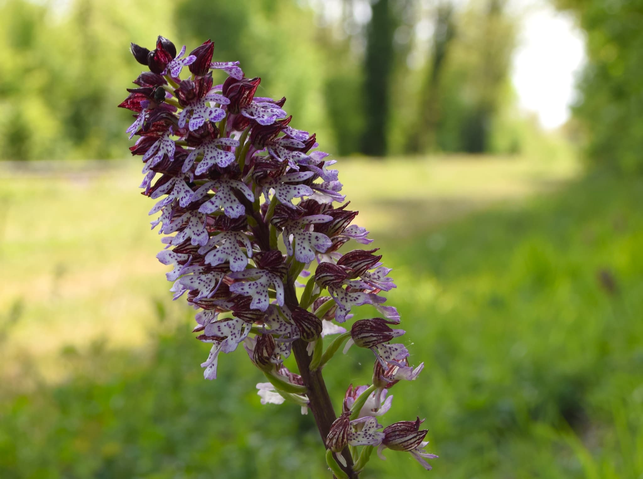 orchidée.JPG