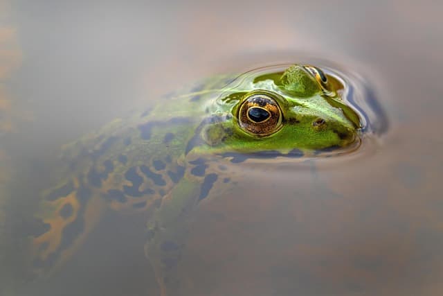 simonevomfeld-frog-8137316_640.jpg