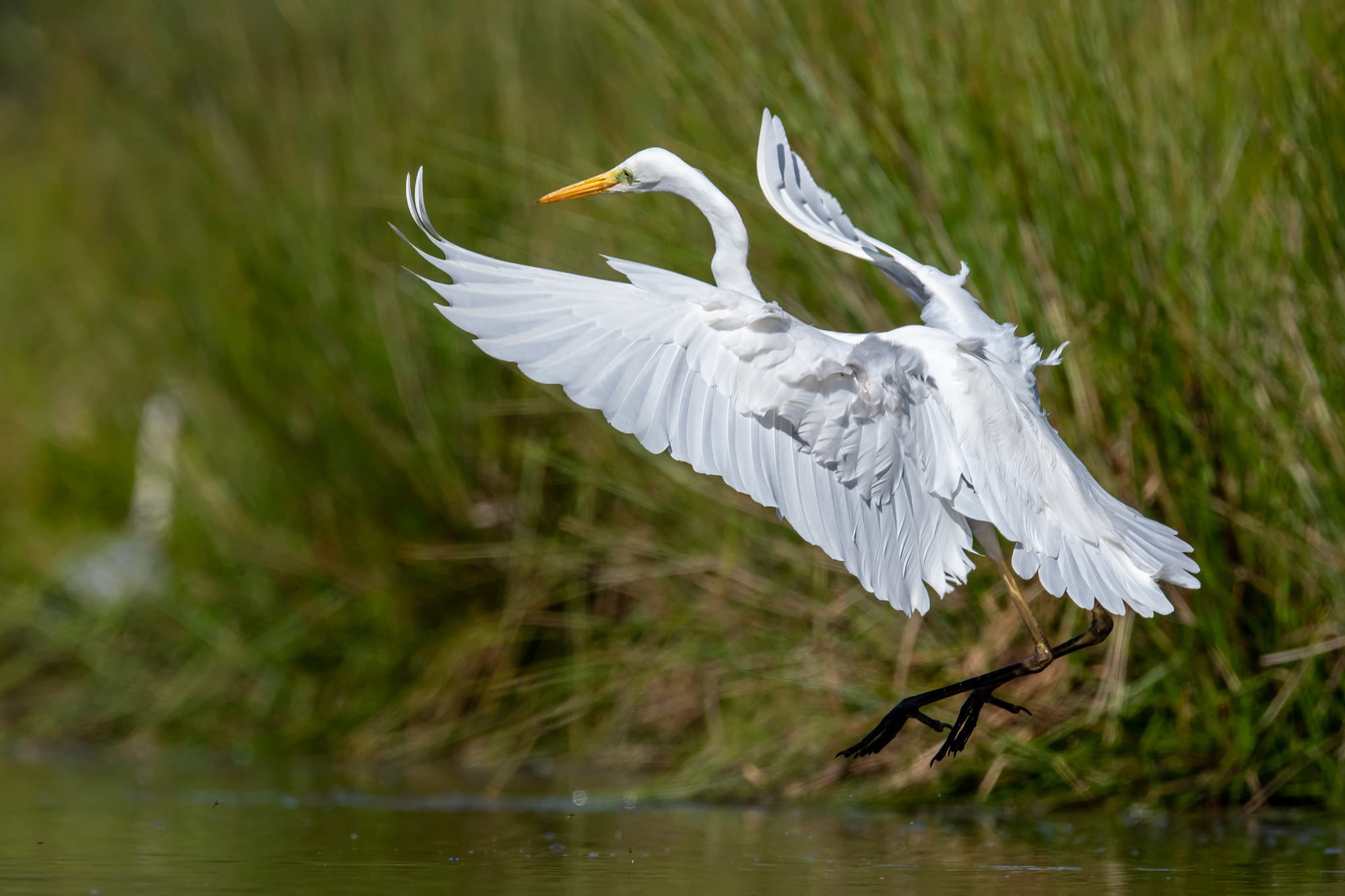 Grande Aigrette.JPG