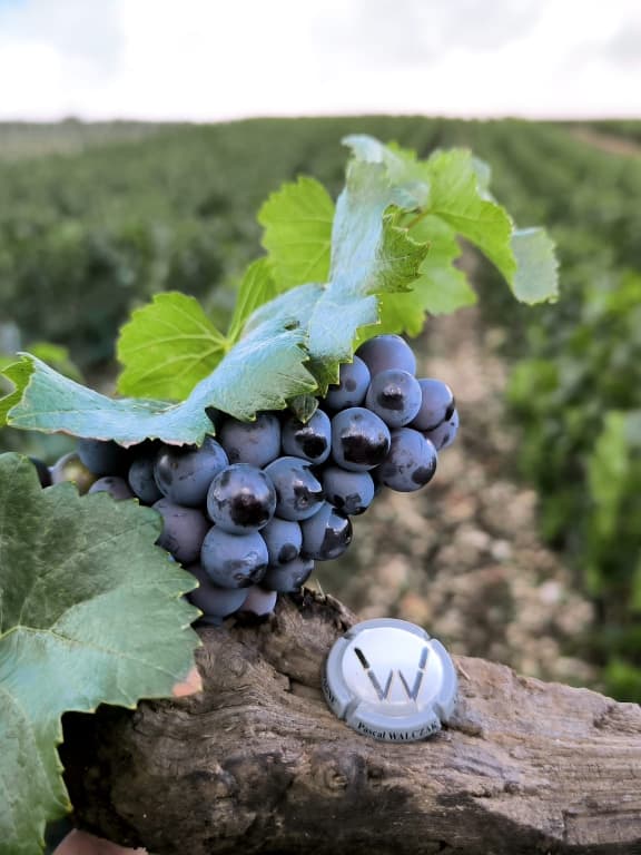 vignes.jpg